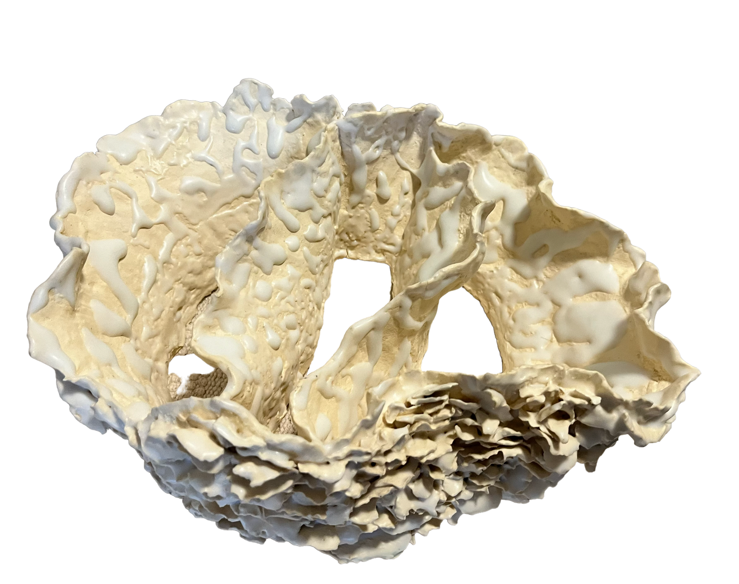 Mushroom Study 1